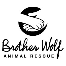 brother-wolf-animal-rescue-asheville